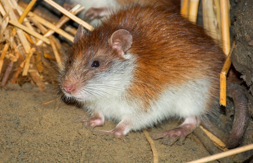 کشف یک جونده نادر در ایران/ ماجرای اخراج محیطبانی که این گونه نادر را کشف کرد کشف یک جونده نادر در ایران/ ماجرای اخراج محیطبانی که این گونه نادر را کشف کرد