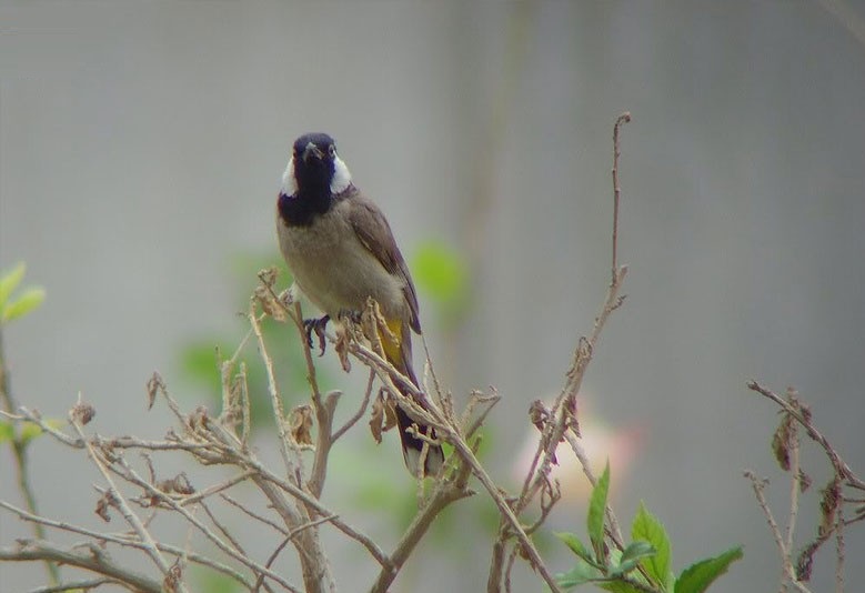 صادرات پرندگان کمیاب ایرانی به کویت