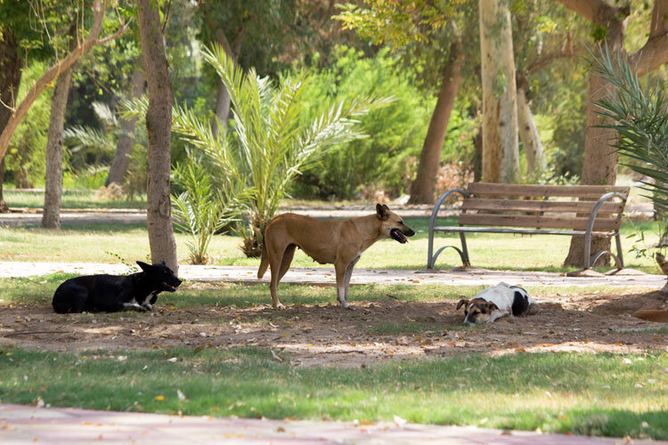 حملههای مرگبار سگهای ولگرد به کودکان حملههای مرگبار سگهای ولگرد به کودکان