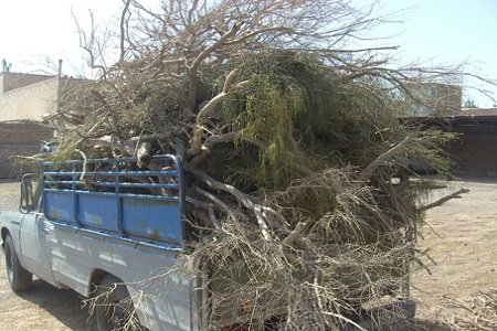 دزد درخت های شهرری دستگیر شد دزد درخت