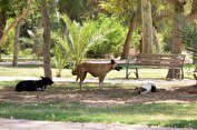 حمله‌های مرگبار سگ‌های ولگرد به کودکان/ اسکندری: شهرداری و حامی نما‌ها مقصر حمله سگ به شهروندان