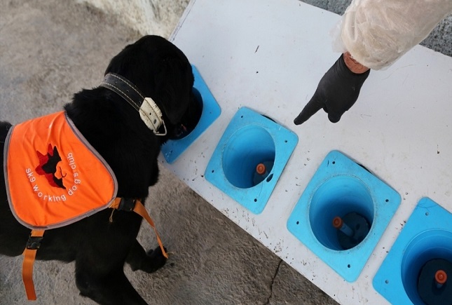 بی مهری مسئولان به سگ هایی که کرونا را شناسایی می کنند/ سگ ها قربانی مستعان شدند؟ سگ کرونا یاب