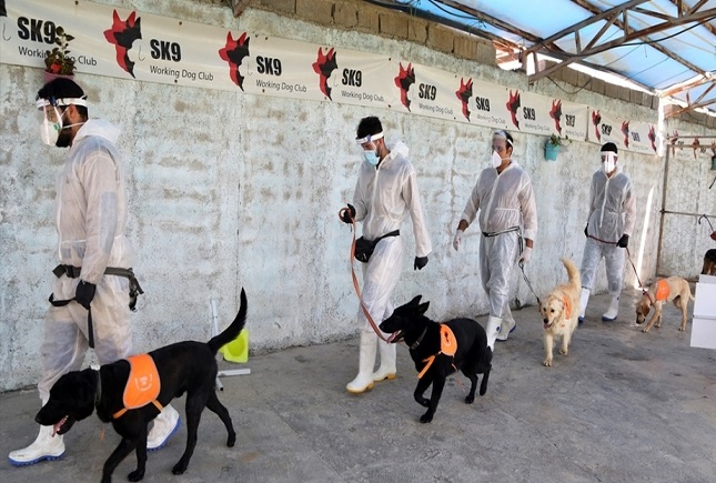 بی مهری مسئولان به سگ هایی که کرونا را شناسایی می کنند/ اول از تموفق شدیم اما طرح را اجرا نکردند سگ کرونا یاب