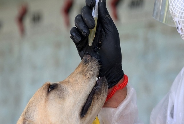 بی مهری مسئولان به سگ هایی که کرونا را شناسایی می کنند/ اول از تموفق شدیم اما طرح را اجرا نکردند سگ کرونا یاب