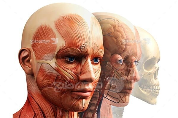 کشف یک عضو جدید در بدن انسان!/ عکس