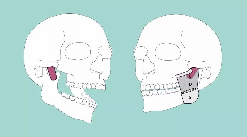 کشف یک عضو جدید در بدن انسان
