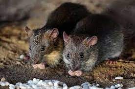 توضیح درباره چرایی رژه موشها روی درختان/ اعلام مناطقی که بیشترین موش را دارند توضیح درباره چرایی رژه موشها روی درختان/ اعلام مناطقی که بیشترین موش را دارند