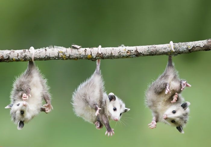 حقایقی درباره ماجرای موشهای درختی تهران حقایقی درباره ماجرای موشهای درختی تهران
