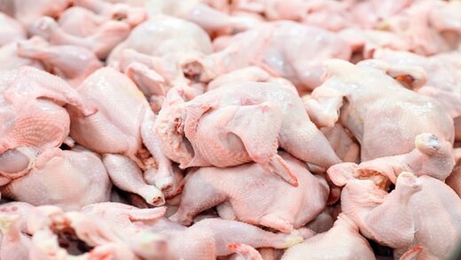 وجود انگل در گوشت مرغ صحت دارد؟