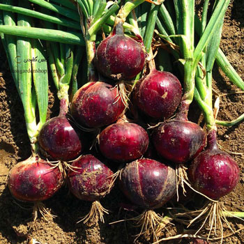 پیاز بیاشک به بازار آمد! پیاز بیاشک به بازار آمد!