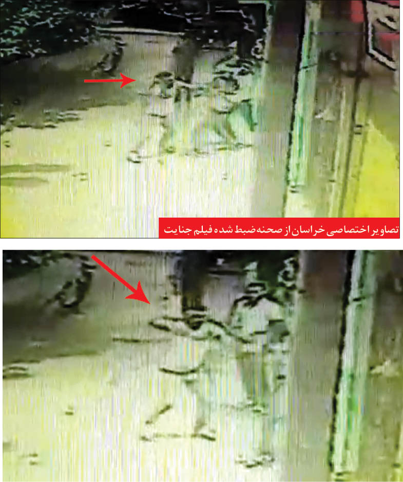 قاتل جمجمه پلاستیکی پ