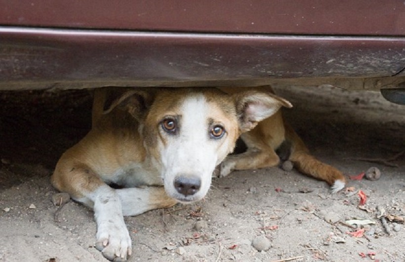 کشتار سگ های بدون صاحب کشتار سگ های بدون صاحب