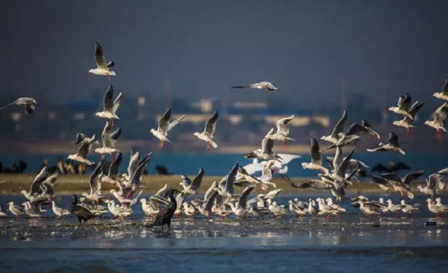 پرندههای مهاجر در منوی رستورانها پرندههای مهاجر در منوی رستورانها