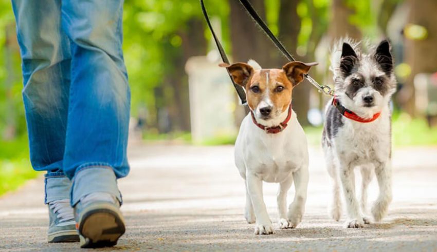 دو زن به خاطر سگ هایشان یکدیگر را گاز گرفتند دو زن به خاطر سگ هایشان یکدیگر را گاز گرفتند