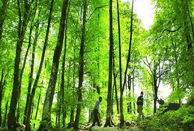 طرح تنفس جنگل طرح تنفس جنگل