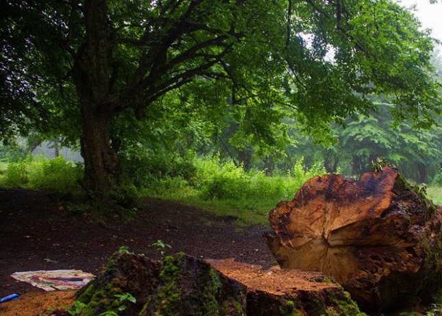 پیشنهاد ۷۰ استاد حوزه جنگل به رئیس جمهور پیشنهاد ۷۰ استاد حوزه جنگل به رئیس جمهور