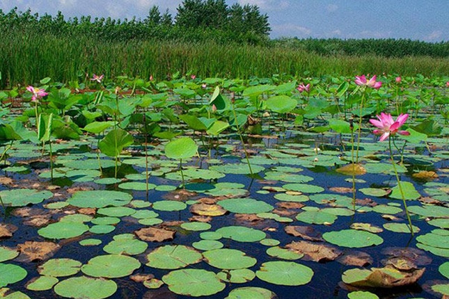 موافقت رئیسجمهور با ایجاد ستاد ملی احیای تالاب انزلی موافقت رئیسجمهور با ایجاد ستاد ملی احیای تالاب انزلی