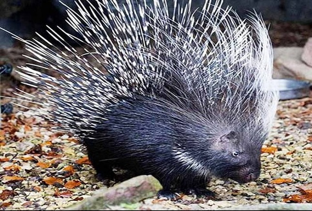 از کلهپاچه تشی تا پماد روغن خرس؛ باورهای خرافی آفت حیات وحش از کلهپاچه تشی تا پماد روغن خرس؛ باورهای خرافی آفت حیات وحش