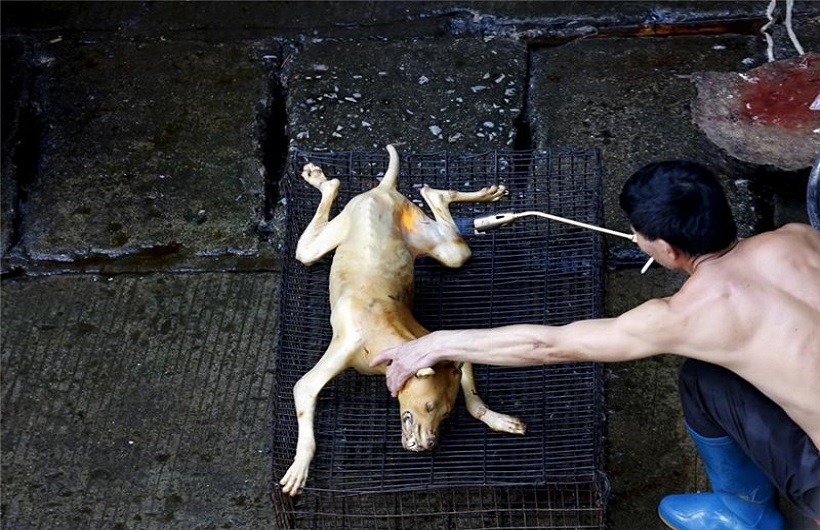 رفتار ظالمانه با حیوانات در چین رفتار ظالمانه با حیوانات در چین