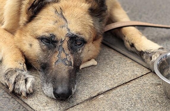 رفتار ظالمانه با حیوانات در چین رفتار ظالمانه با حیوانات در چین