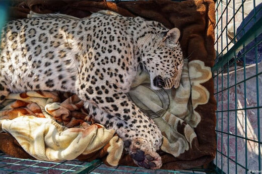 حال وخیم پلنگ باغوحش ارم حال وخیم پلنگ باغوحش ارم