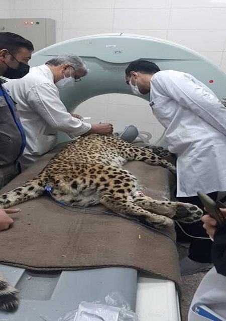 حال وخیم پلنگ باغوحش ارم حال وخیم پلنگ باغوحش ارم