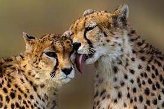 امیدها به نجات یوز ایرانی زنده شد یوز ایرانی