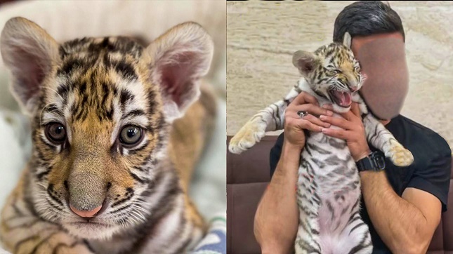 سیبیلهای قیچی توله ببر باغ وحش صفادشت! سیبیلهای قیچی توله ببر باغ وحش صفادشت!