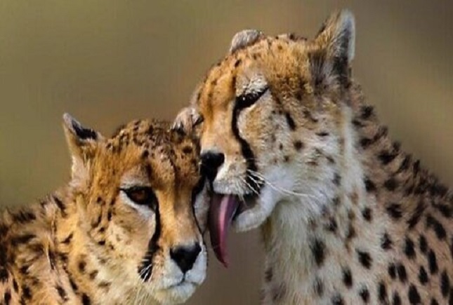 ایران و فیروز یوزهای در اسارت ایران و فیروز یوزهای در اسارت