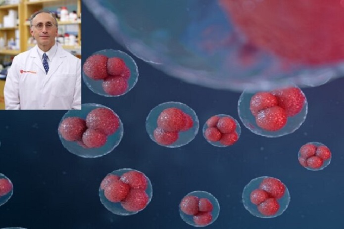 عملکرد سلولهای بنیادی خون سلولهای بنیادی