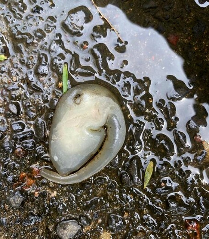 پ موجودی فضایی در خیابانهای سیدنی/ تصاویر موجود فضایی