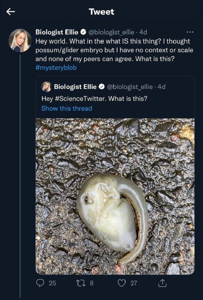 موجودی فضایی در خیابانهای سیدنی/ تصاویر موجودی فضایی در خیابانهای سیدنی/ تصاویر