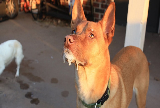 زنگ خطر هاری در خراسان رضوی به صدا درآمد زنگ خطر هاری در خراسان رضوی به صدا درآمد