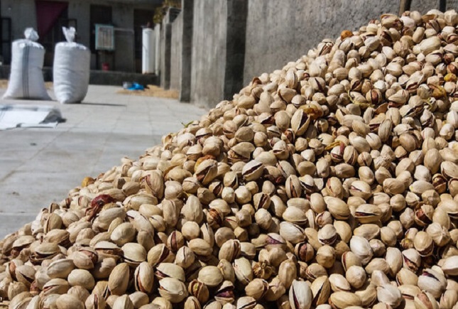 مامور قلابیها ۲ هزار و ۲۵۰ کیلو پسته دزدیدند سرقت پسته