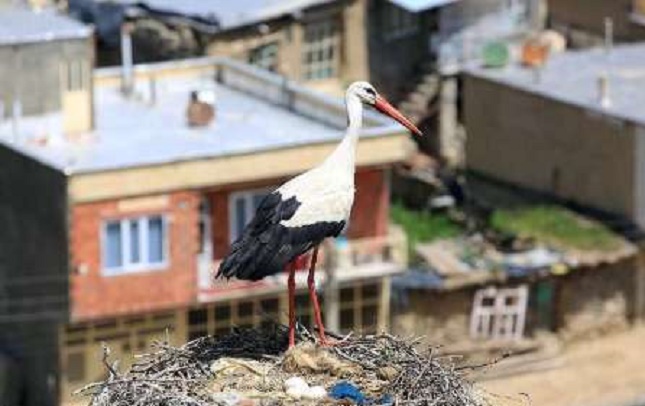 اهالی روستای دره تِفی بازگشت لکلکها را جشن گرفتند اهالی روستای دره تِفی بازگشت لکلکها را جشن گرفتند