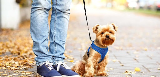 تجارتی منجر به انقراض گونه های نادر/ همزیستی انسان و حیوان زیر سایه مدگرایی نگهداری از حیوانات