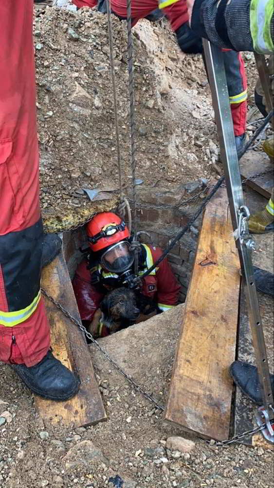 نجات توله سگ گرفتار از عمق ۳۰ متری چاه نجات توله سگ