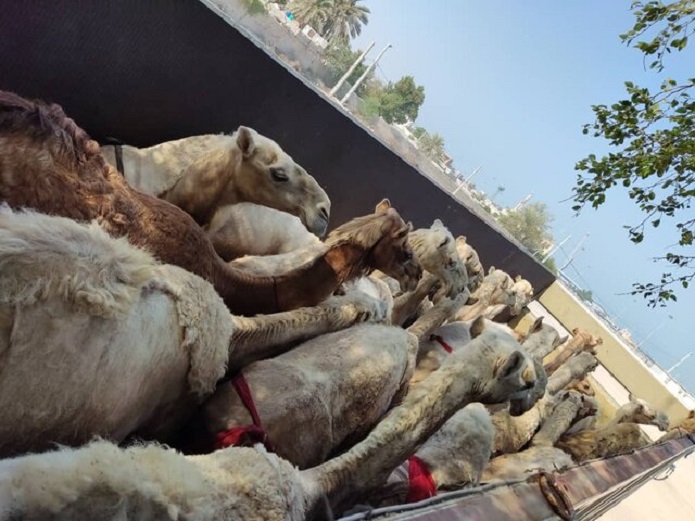 ورود حیات وحش به ایران