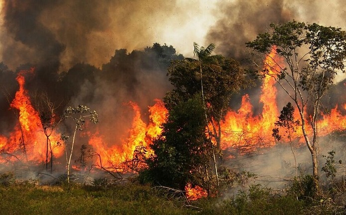 آتش سوزی جنگلهای بلوط آتش سوزی جنگلهای بلوط