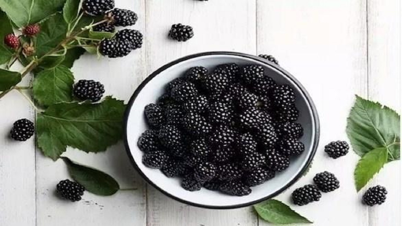 رژیم غذایی مناسب رژیم غذایی مناسب