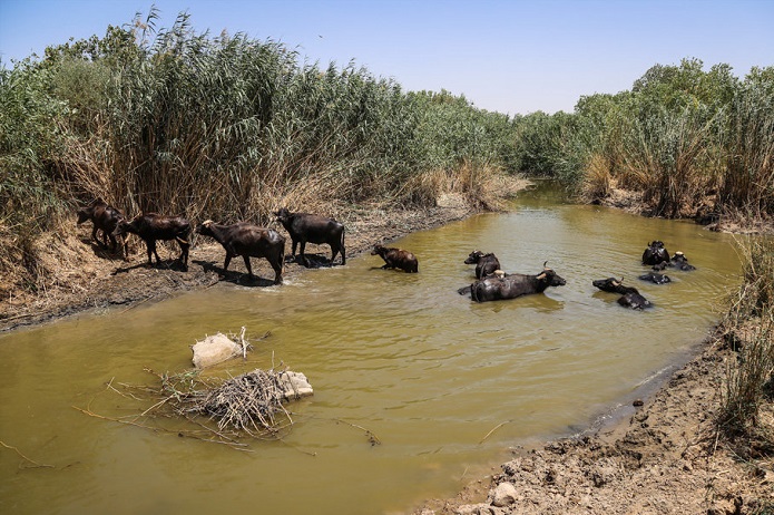 بیآبی در هورالعظیم بیآبی در هورالعظیم