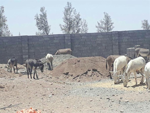 الاغهای غیر بهداشتی به مقصد نرسیدند الاغ