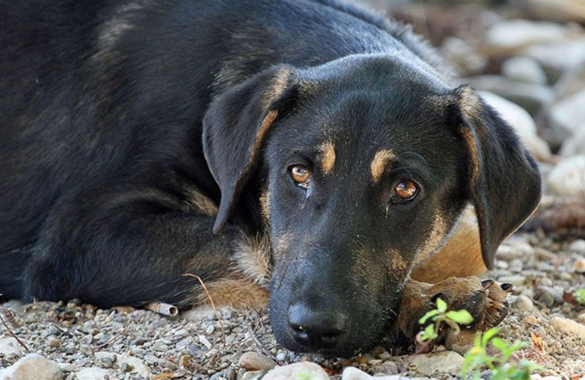 سگکشی در ایران سگکشی در ایران