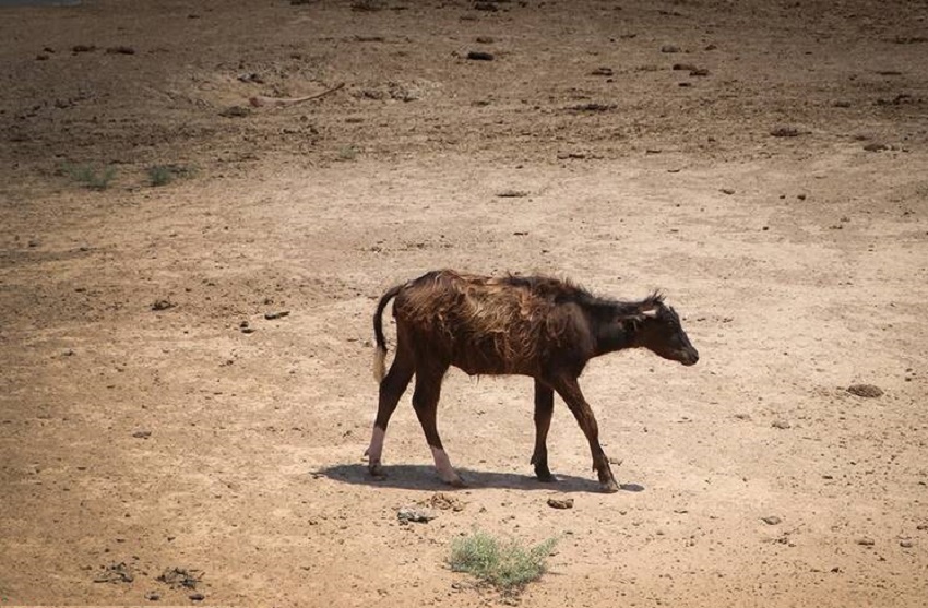 مرگ تالاب هورالعظیم مرگ تالاب هورالعظیم