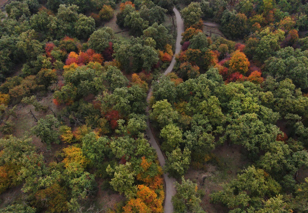 ناتوانیِ جنگلهای بارانی آمازون در جذب کربن به خاطر تغییر اقلیم ناتوانیِ جنگلهای بارانی آمازون در جذب کربن به خاطر تغییر اقلیم