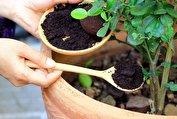 چگونه برای گیاهان خود کود درست کنیم