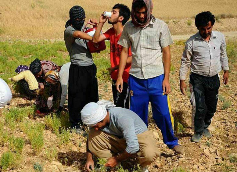 آب یخ، چطور جان سینا را گرفت؟ ایست قلبی