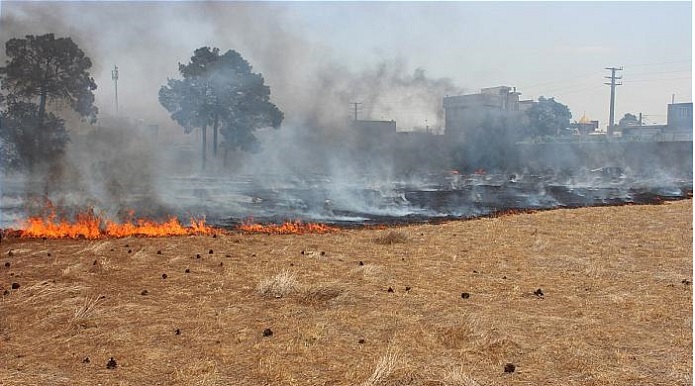 آتش سوزی در باغ ۴ هکتاری/ بساط مرد دست فروش سوخت آتش سوزی باغ