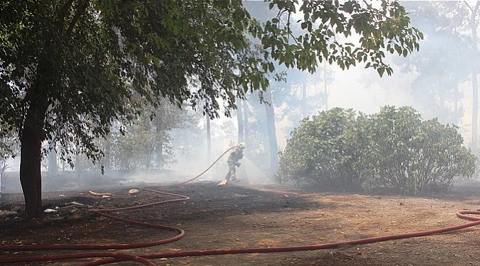 آتش سوزی در باغ ۴ هکتاری/ بساط مرد دست فروش سوخت آتش سوزی باغ