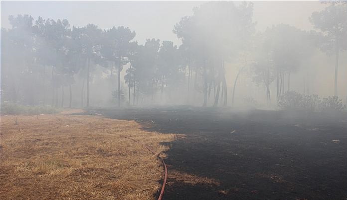 آتش سوزی در باغ ۴ هکتاری/ بساط مرد دست فروش سوخت آتش سوزی باغ